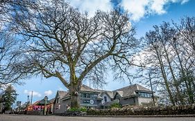 Oak Tree Balmaha